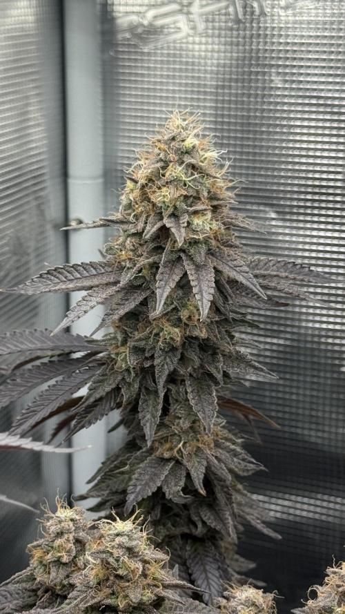 Royal Gorilla - 1. Mal Photoperiodisch. Week 14