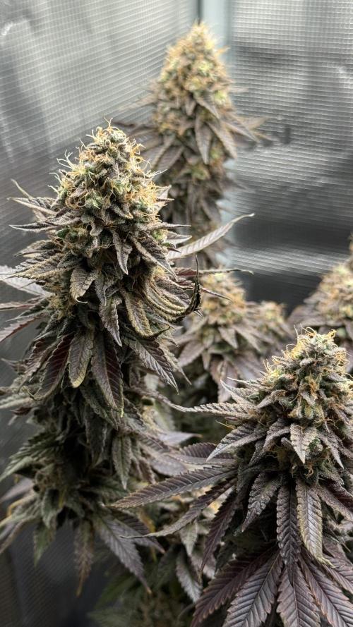 Royal Gorilla - 1. Mal Photoperiodisch. Week 14