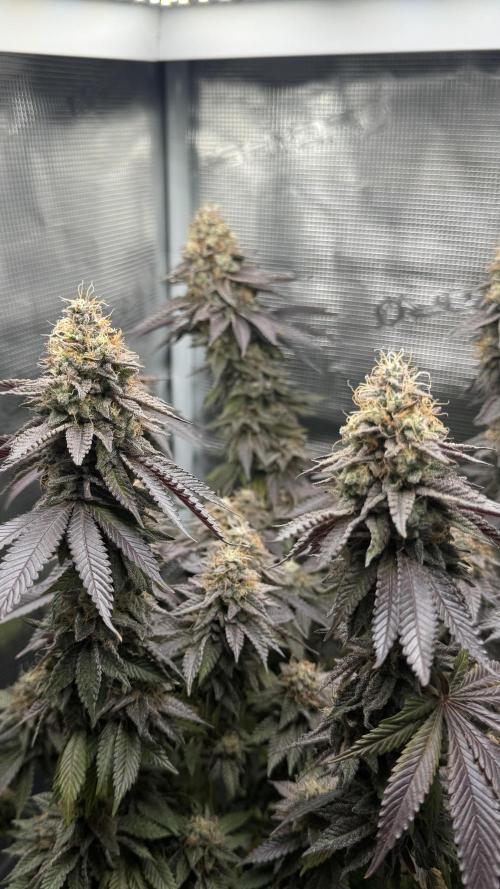 Royal Gorilla - 1. Mal Photoperiodisch. Week 14