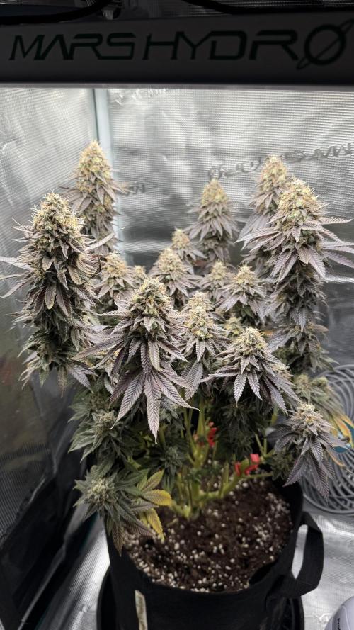 Royal Gorilla - 1. Mal Photoperiodisch. Week 14