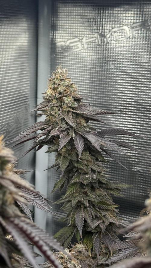 Royal Gorilla - 1. Mal Photoperiodisch. Week 14