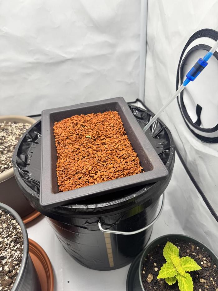 Diy DWC FB Mexican Airlines | first try. Week 0 - drilled like a 100 holes into the flat pot to get them roots through the bottom.