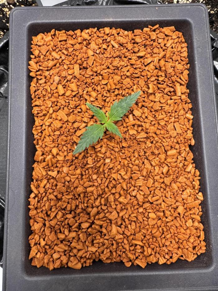Diy DWC FB Mexican Airlines | first try. Week 1