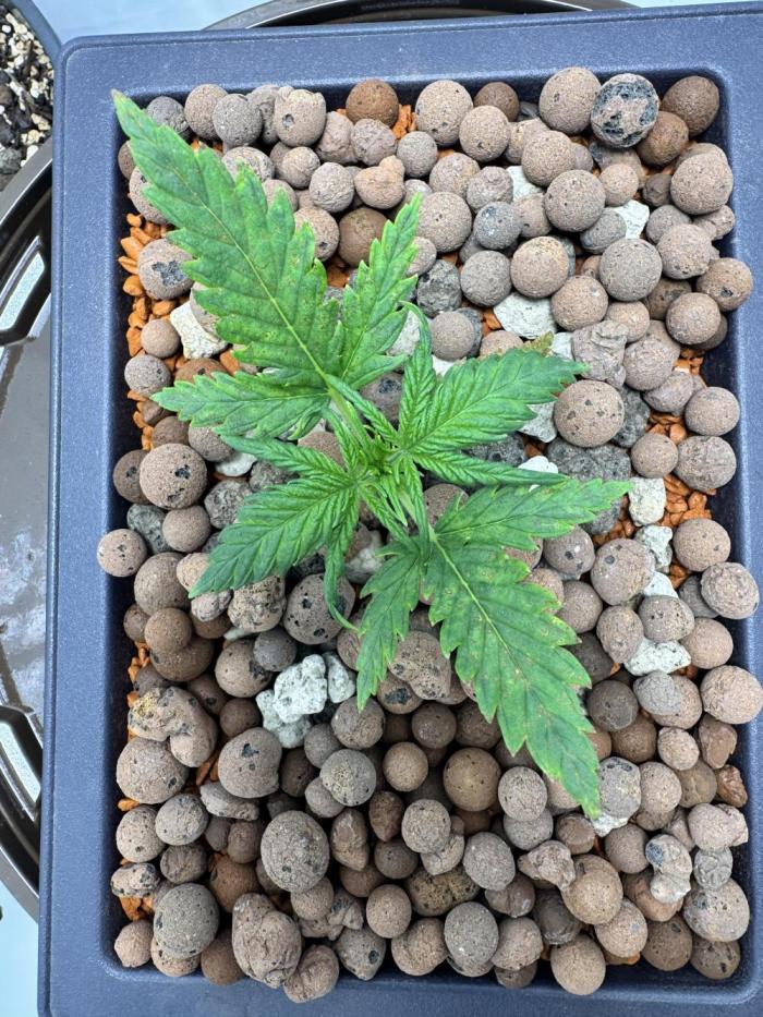 Diy DWC FB Mexican Airlines | first try. Week 2