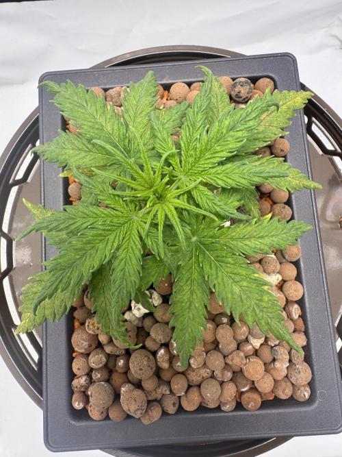 Diy DWC FB Mexican Airlines | first try. Week 3