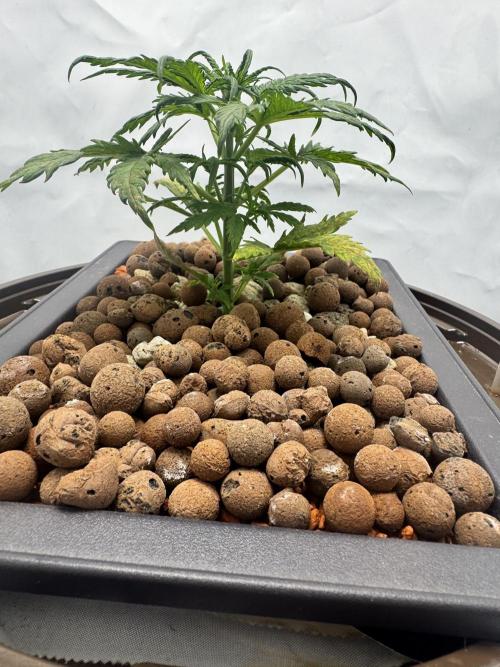 Diy DWC FB Mexican Airlines | first try. Week 3