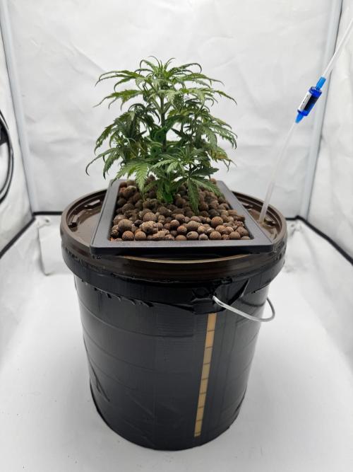 Diy DWC FB Mexican Airlines | first try. Week 4