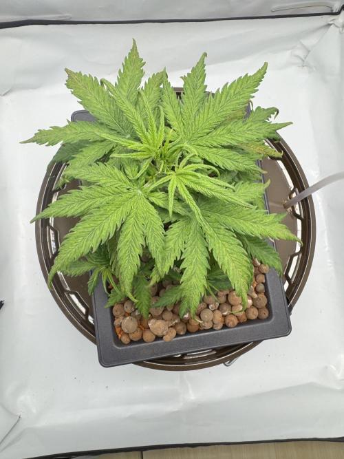 Diy DWC FB Mexican Airlines | first try. Week 4