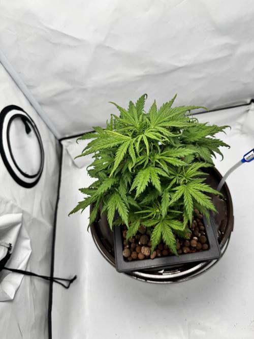 Diy DWC FB Mexican Airlines | first try. Week 5