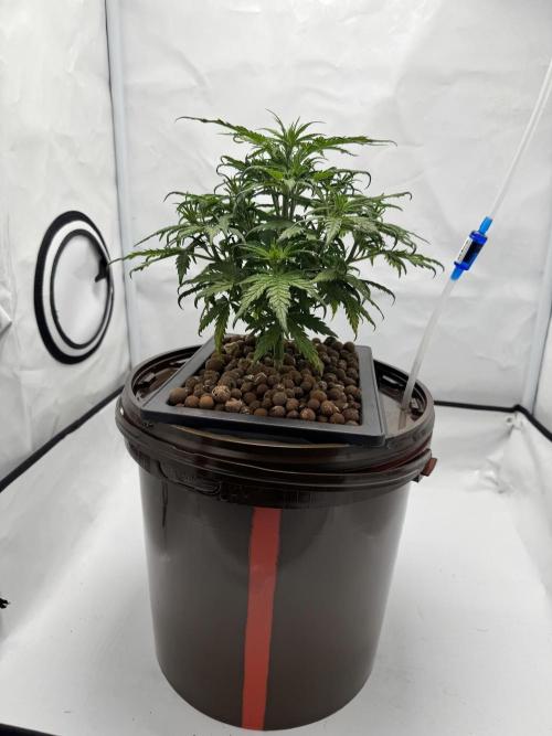 Diy DWC FB Mexican Airlines | first try. Week 5