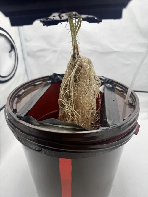 Diy DWC FB Mexican Airlines | first try. Week 5