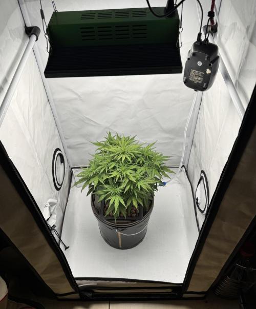 Diy DWC FB Mexican Airlines | first try. Week 6