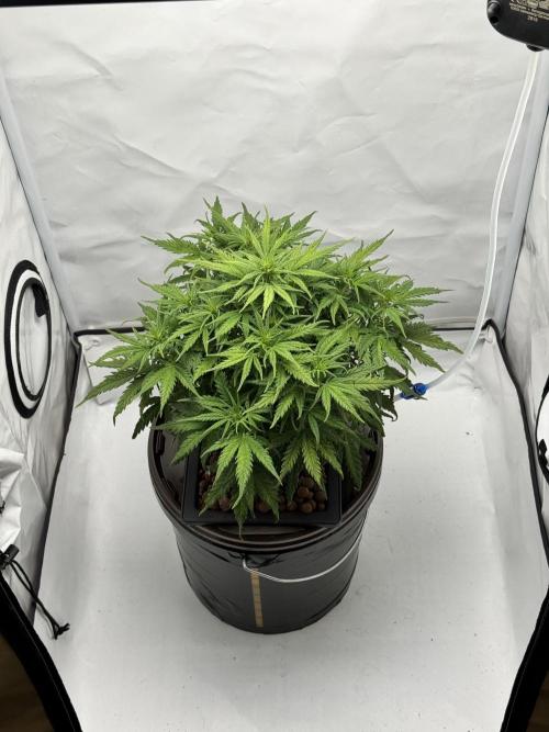 Diy DWC FB Mexican Airlines | first try. Week 6