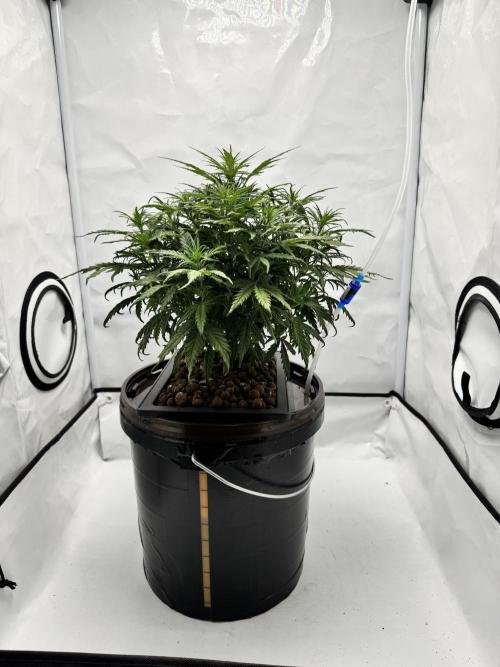 Diy DWC FB Mexican Airlines | first try. Week 6 - look at that. cant even see through that bushy lil beauty!! 