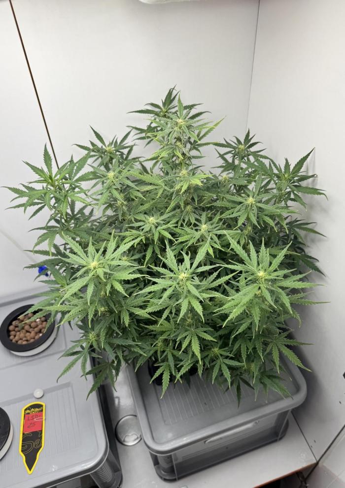 Diy DWC FB Mexican Airlines | first try. Week 8