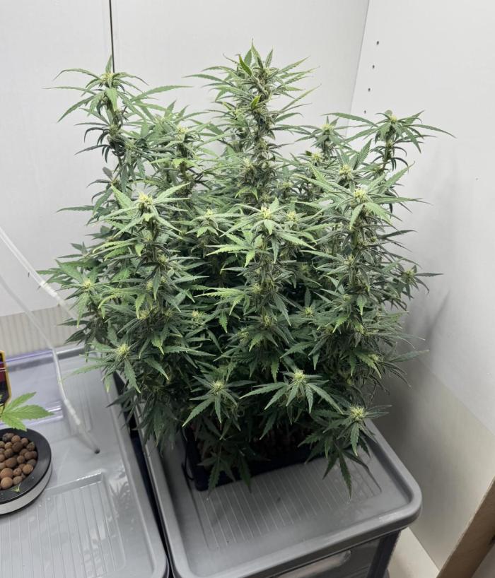 Diy DWC FB Mexican Airlines | first try. Week 9