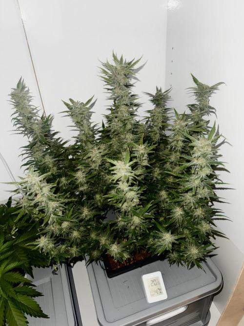 Diy DWC FB Mexican Airlines | first try. Week 11