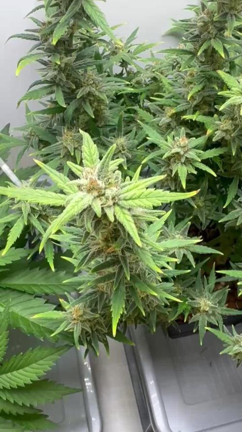 Diy DWC FB Mexican Airlines | first try