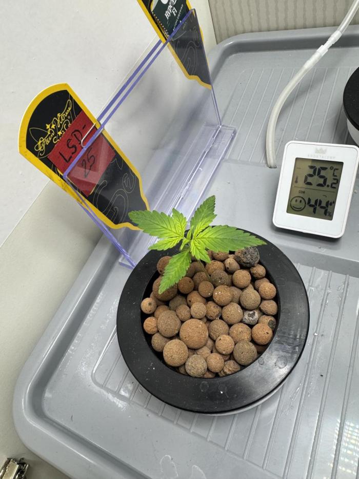 Trippy 2nd DWC Experience (FB LSD-25). Week 1