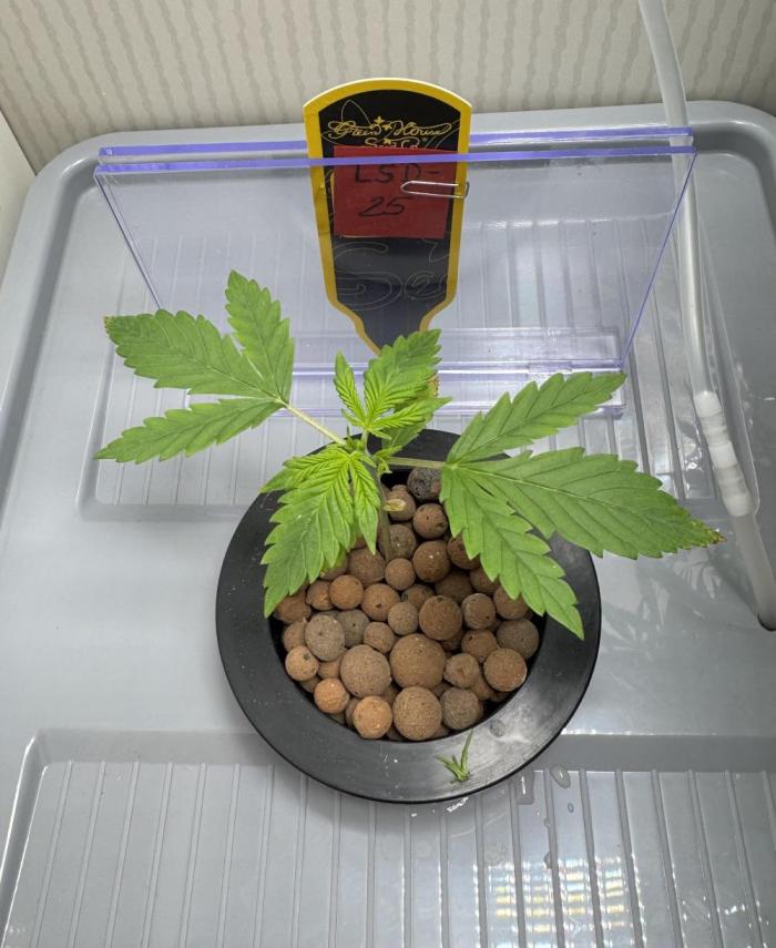 Trippy 2nd DWC Experience (FB LSD-25). Week 2