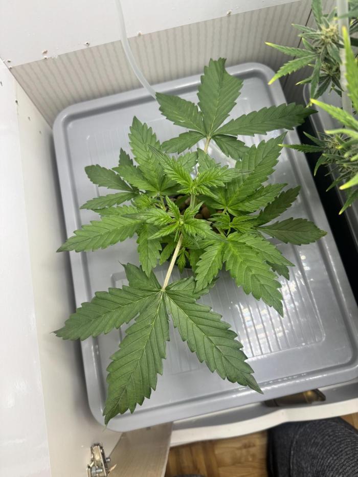 Trippy 2nd DWC Experience (FB LSD-25). Week 3