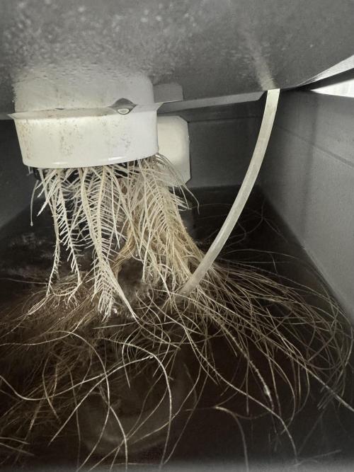 Trippy 2nd DWC Experience (FB LSD-25). Week 4