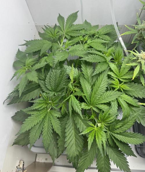 Trippy 2nd DWC Experience (FB LSD-25). Week 4