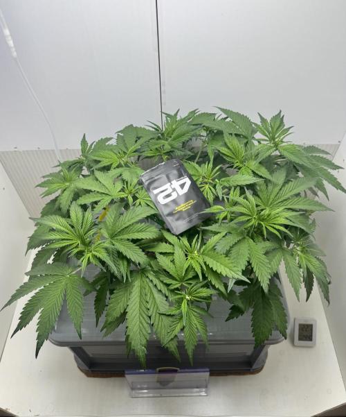 Trippy 2nd DWC Experience (FB LSD-25). Week 5