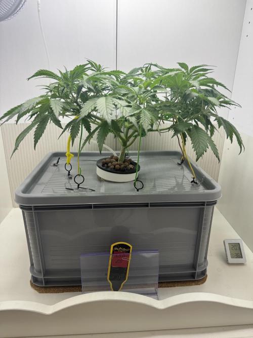 Trippy 2nd DWC Experience (FB LSD-25). Week 5