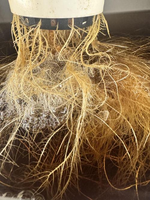 Trippy 2nd DWC Experience (FB LSD-25). Week 5