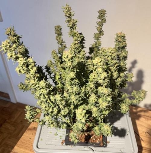 Diy DWC FB Mexican Airlines | first try. Week 12