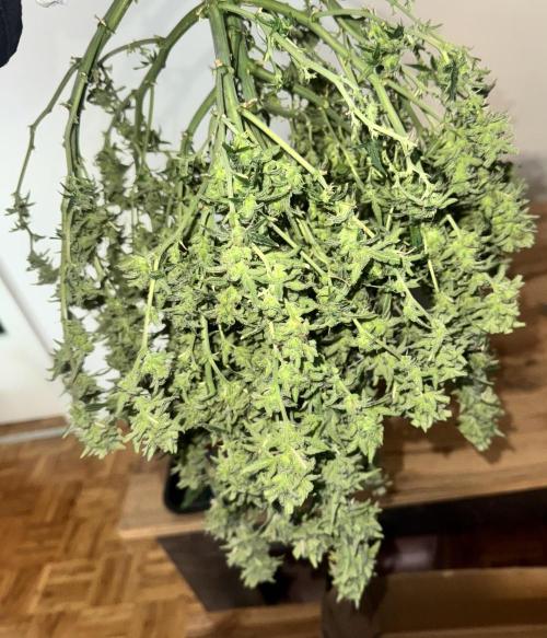 Diy DWC FB Mexican Airlines | first try. Week 12