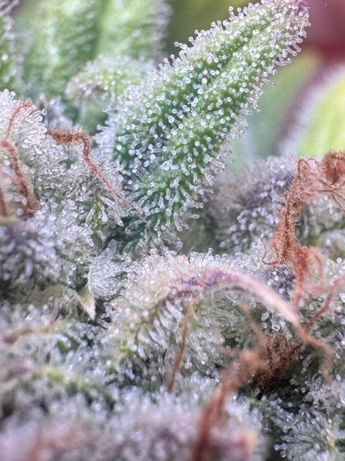 Diy DWC FB Mexican Airlines | first try. Week 13