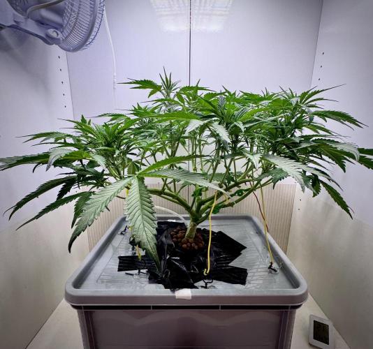 Trippy 2nd DWC Experience (FB LSD-25). Week 6