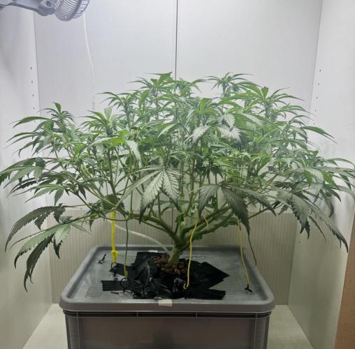 Trippy 2nd DWC Experience (FB LSD-25). Week 7