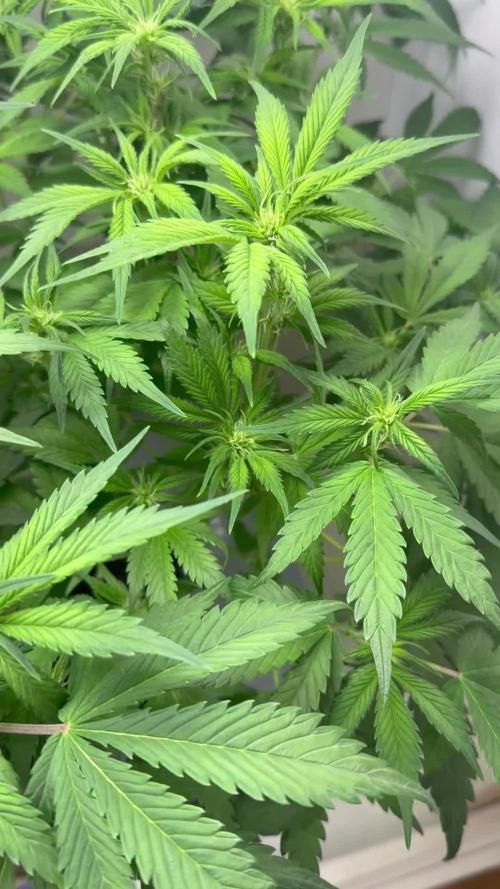 Trippy 2nd DWC Experience (FB LSD-25)