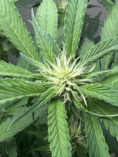 Trippy 2nd DWC Experience (FB LSD-25). Week 8