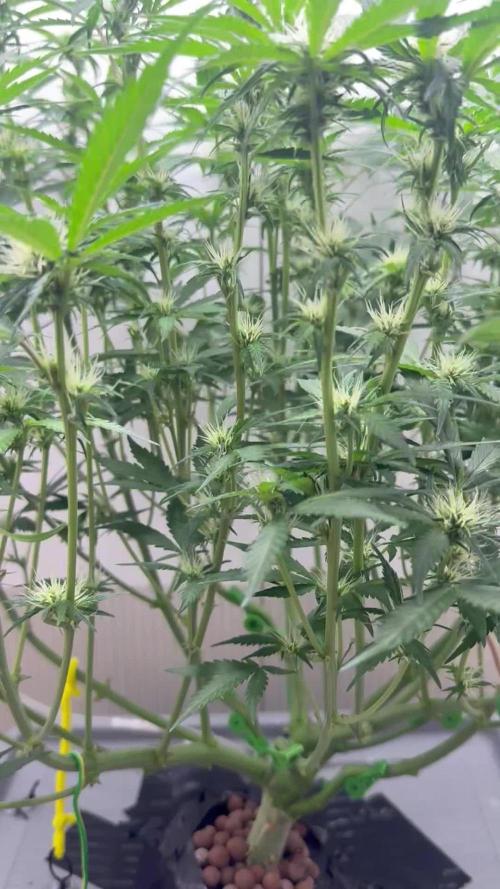 Trippy 2nd DWC Experience (FB LSD-25)