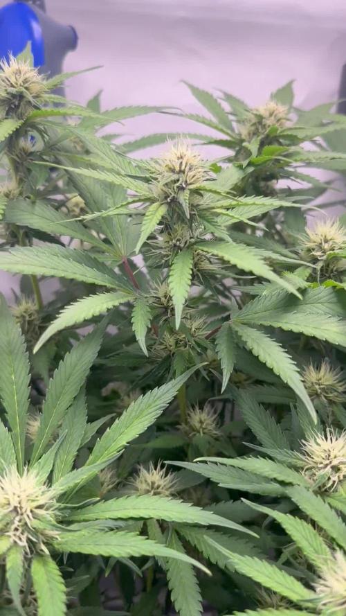 Trippy 2nd DWC Experience (FB LSD-25)