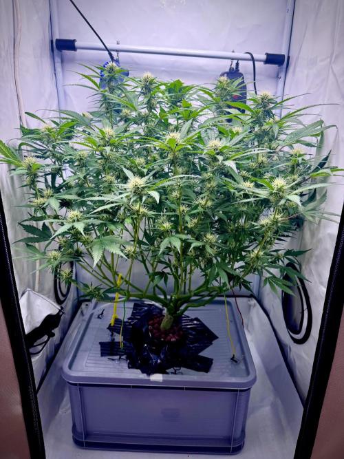 Trippy 2nd DWC Experience (FB LSD-25). Week 9