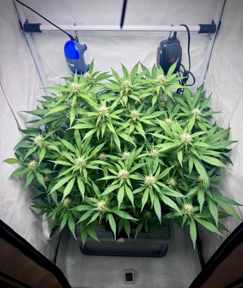 Trippy 2nd DWC Experience (FB LSD-25). Week 9