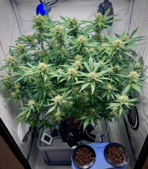 Trippy 2nd DWC Experience (FB LSD-25). Week 10