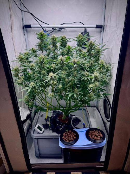 Trippy 2nd DWC Experience (FB LSD-25). Week 10