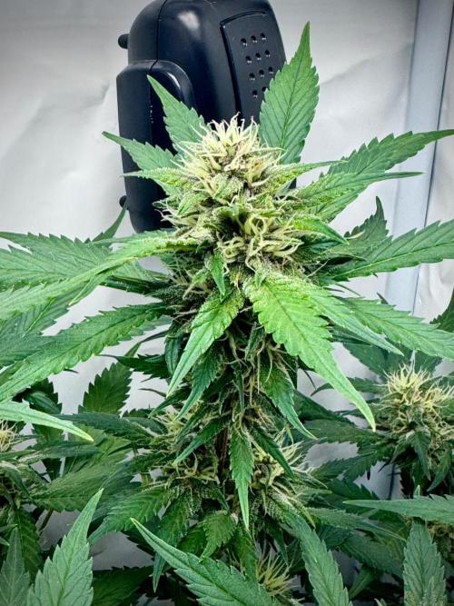 Trippy 2nd DWC Experience (FB LSD-25). Week 10