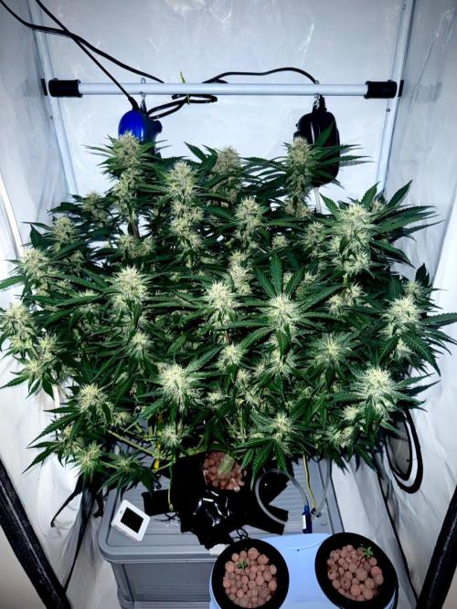 Trippy 2nd DWC Experience (FB LSD-25). Week 10