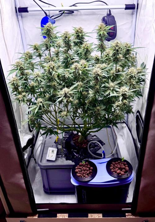 Trippy 2nd DWC Experience (FB LSD-25). Week 10 - a lil defoliation to get more light to the lower buds. final trim will be easy!
