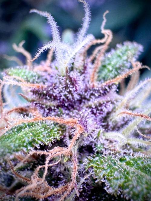 Trippy 2nd DWC Experience (FB LSD-25). Week 11