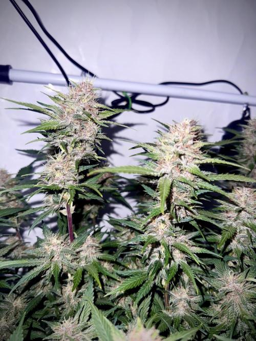 Trippy 2nd DWC Experience (FB LSD-25). Week 11