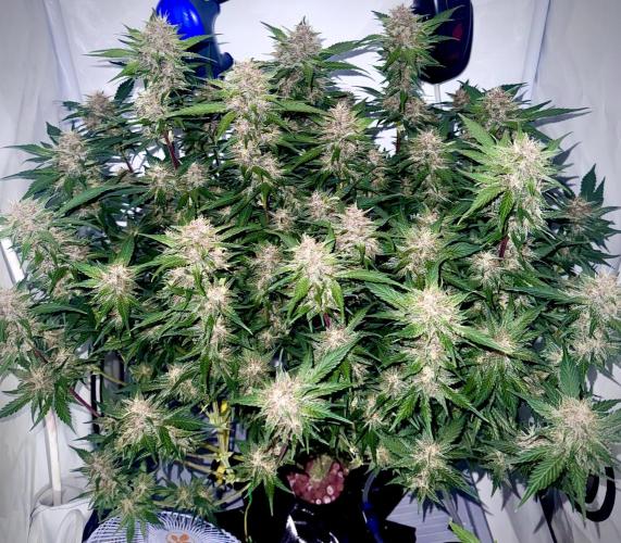 Trippy 2nd DWC Experience (FB LSD-25). Week 11