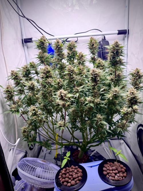 Trippy 2nd DWC Experience (FB LSD-25). Week 11